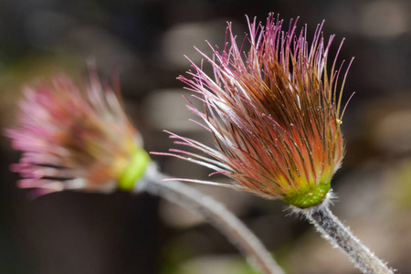 pulsatila halleri 植物开花