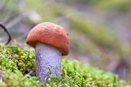 第一只年轻的食用菌长在森林里的苔藓里。