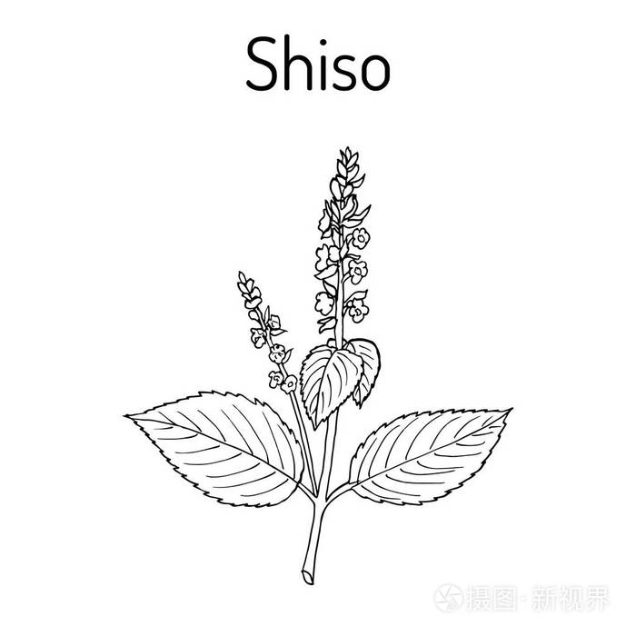 紫苏紫苏, 香料和药用植物