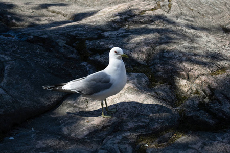 白色灰色鸥在岩石上行走