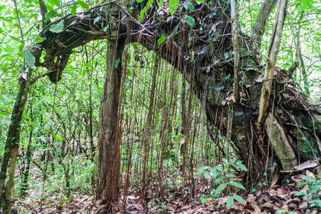 尼加拉瓜 Ometepe 岛 Maderas 火山覆盖的云林