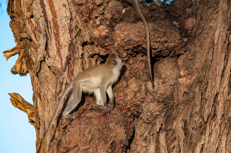 黑脸猴, Chlorocebus pygerythrus, 国家储备, 肯尼亚, 非洲