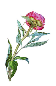 粉红色牡丹, 植物水彩插图