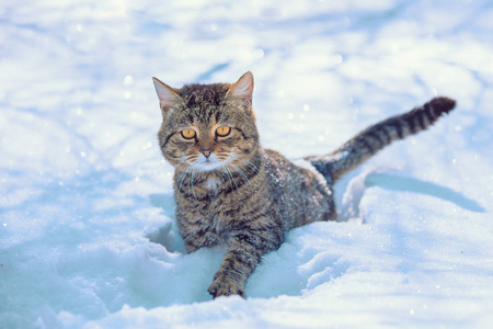 可爱的条纹小猫漫步在深雪中