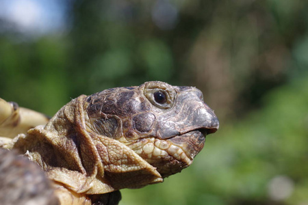 草原龟在灌木背景 testudo horsfieldii