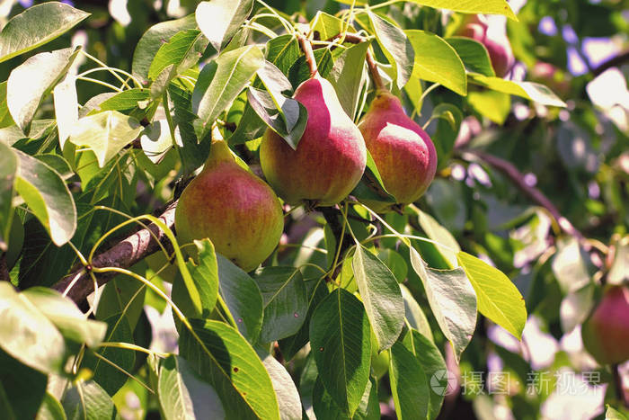 新鲜成熟的梨在树枝上 一张成熟的梨果在树上 水果的背景.