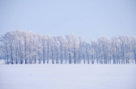 森林带的杨树下霜在雪场中赢