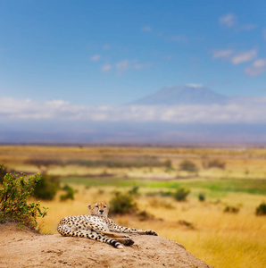 躺在山的肯尼亚热带稀树草原上的猎豹