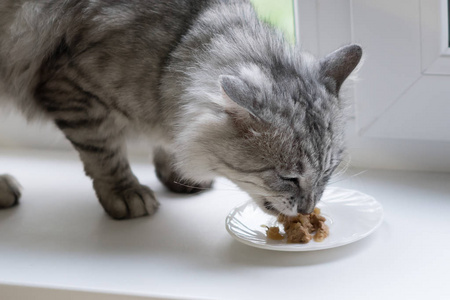 灰色毛茸茸的猫吃食物