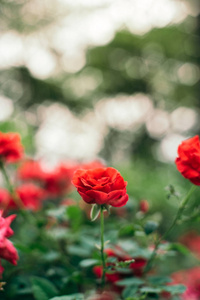 美丽的红玫瑰在花园与散景, 玫瑰为情人节和每天