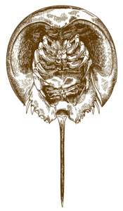 矢量仿古雕刻画在白色背景下的马蹄蟹底视图