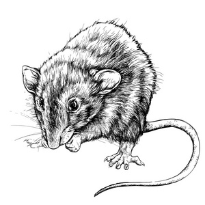 草绘的小老鼠