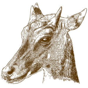 nilgai 或蓝牛 boselaphus tragocamelus 在白色背景下分离的矢量仿古雕刻画插图