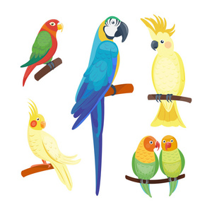 卡通热带鹦鹉野生动物鸟矢量插图野生动物羽毛动物园颜色自然生动