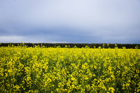 蓝蓝的天空，金黄的油菜多云的天空，黄色油菜田，金色的田野的甘蓝甘蓝型油菜油菜开花的绿色能源和石油产业领域下草甸