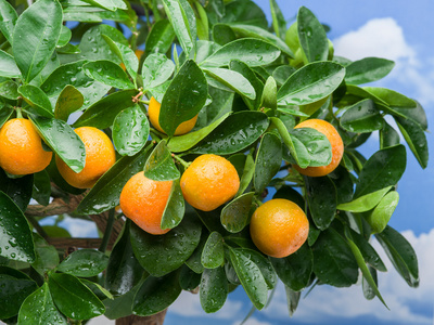 在树上成熟橘水果