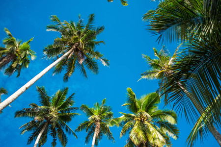 风景秀丽的热带海滩与棕榈树和蓝天背景
