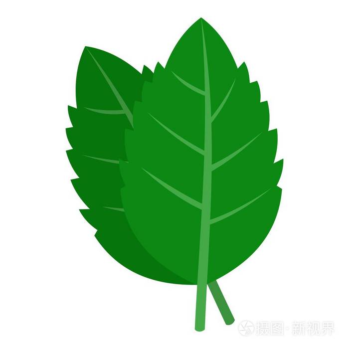 孤立的绿色紫苏叶子图标
