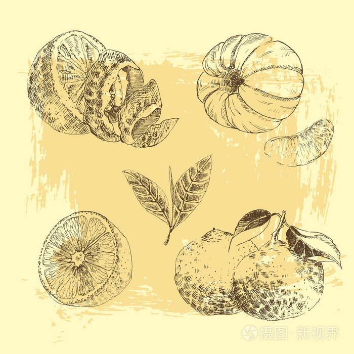 老式的墨迹手绘收集的柑橘类水果素描柠檬橘子橙