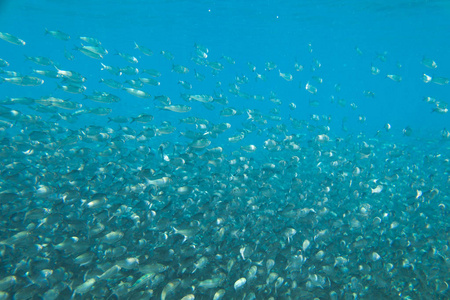 海洋中的鱼一大群