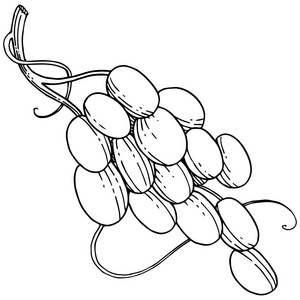 矢量葡萄健康食品的水彩风格隔离