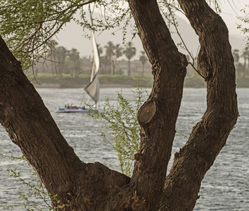 古埃及 felluca 帆船在埃及河边的尼罗河沿岸设置树干