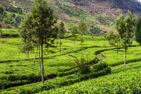 斯里兰卡哈普特莱附近山区的茶叶种植园