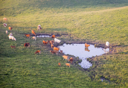 奶牛放牧对美丽的山景观