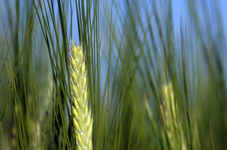 绿大麦小麦小穗, 在白俄罗斯收获未来美味的面包。农业