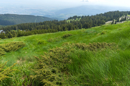 位于保加利亚索非亚 Vitosha 山的绿色丘陵全景