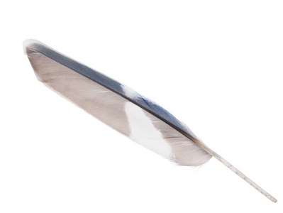 蓝色鹦鹉翅膀羽毛查出的白色背景