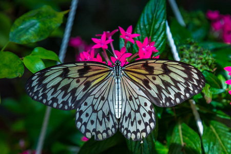 美丽的蝴蝶躺在木头上。Frim 公园, 马来西亚