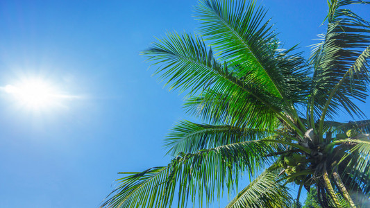 蓝蓝的天空背景上的椰子树