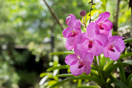 花园里的紫色花