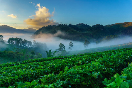 草莓园，视图的晨雾在 doi 安康山，清迈，泰国多雾的早晨日出