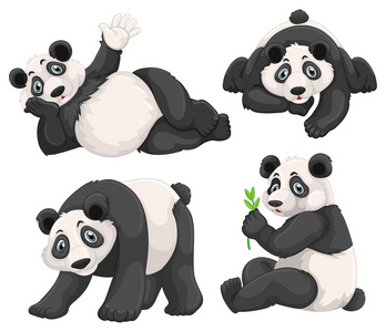 熊猫在四个不同的姿势