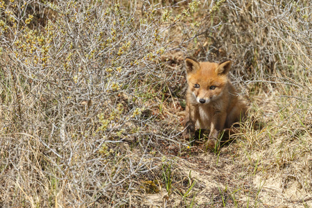 红狐狸幼崽在性质上行走