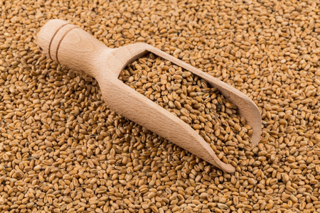 白小麦籽粒