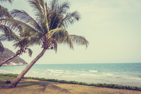 椰子棕榈树上，地处热带的海滩和大海