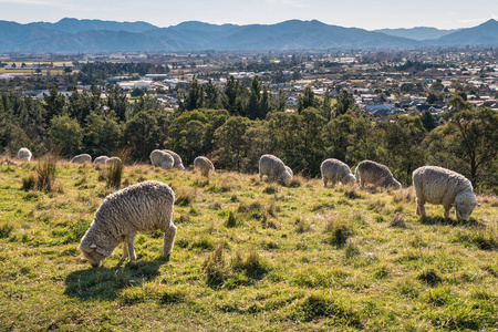 在新西兰布伦海姆镇上空放牧的美利奴绵羊