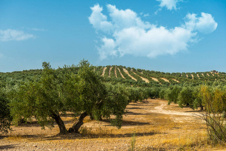 西班牙有橄榄树的大橄榄种植园