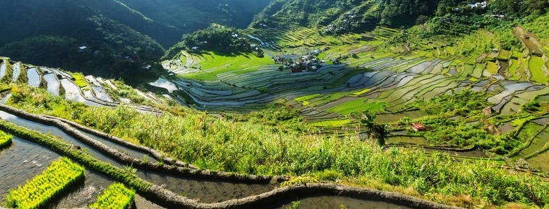 美丽的绿色水稻梯田