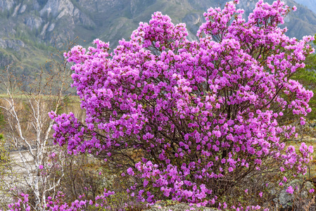 杜鹃花洋红色花灌木