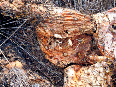 在亚利桑那州凤凰城东部阿帕奇小道上发现的死和腐烂的刺梨仙人掌垫的抽象图像