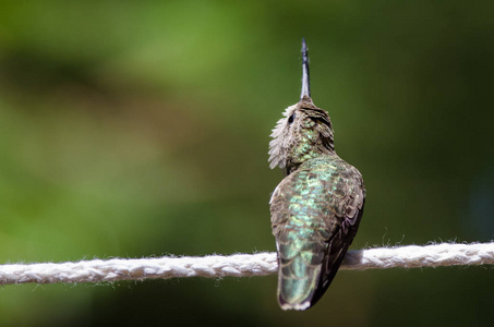 提醒小蜂鸟寻找麻烦, 而栖息在一块晾衣绳