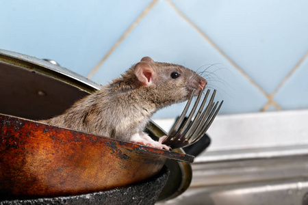 特写小鼠 褐 从肮脏的平底锅看在厨房的蓝色瓷砖背景的叉子。啮齿动物控制概念照片