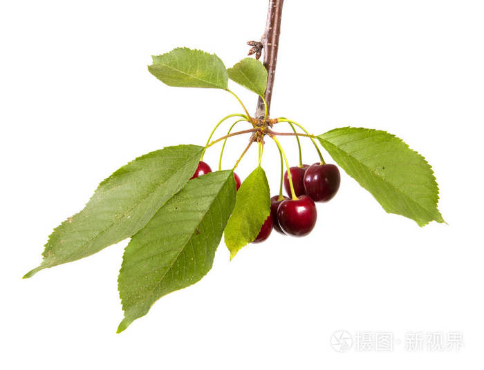 深红色的樱桃树枝上有绿叶.在白色背景上被隔离