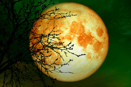 全血月近地球在夜空后面剪影干树枝树, 这张图片的元素由 Nasa 装备