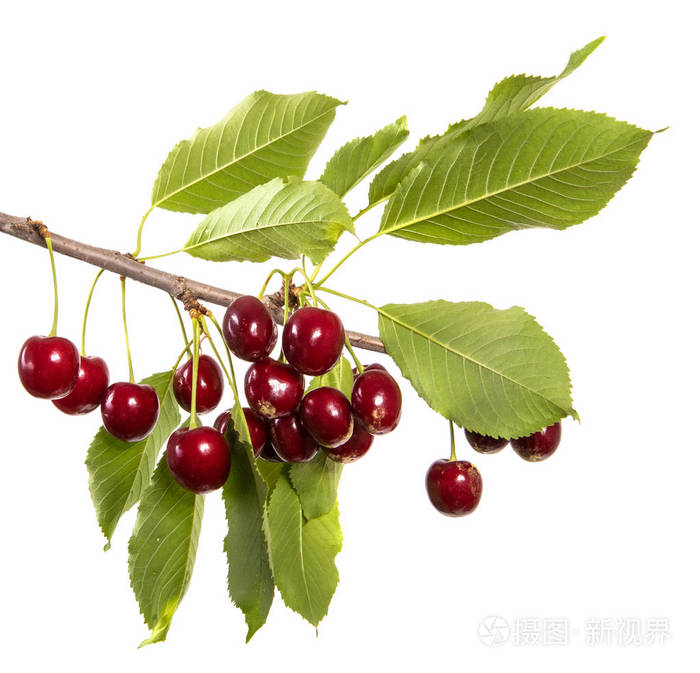 深红色的樱桃树枝上有绿叶.在白色背景上被隔离
