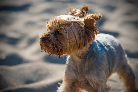 沙滩上的小约克郡猎犬